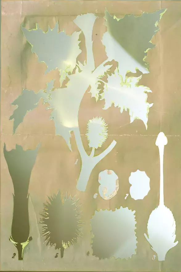 Datura Match, 2020 by Veronika Čechmánková Datura Match, 2020 by Veronika Čechmánková