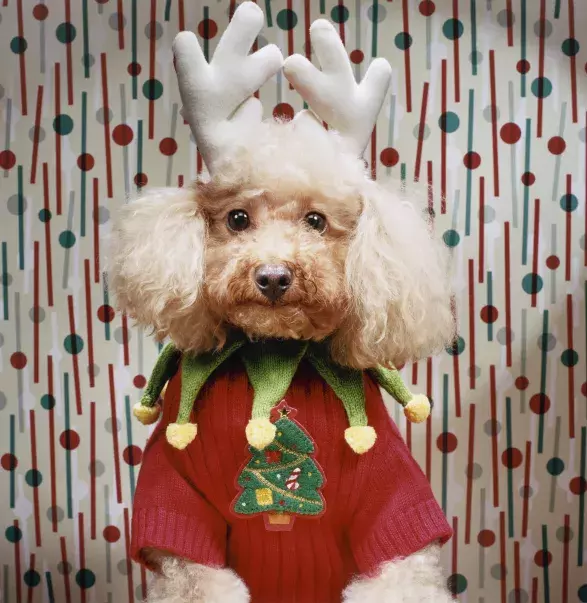 Vánoce pod psa nebudou! Vánoce pod psa nebudou!