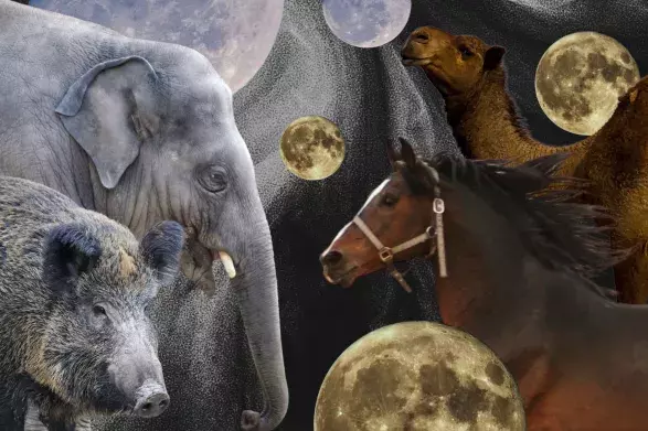 Perský horoskop Perský horoskop