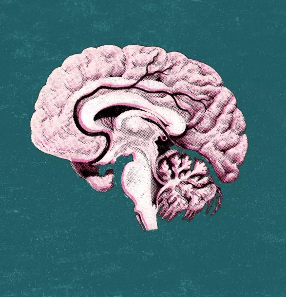 Výživa pro náš mozek Výživa pro náš mozek