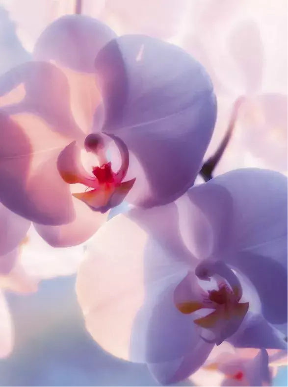 Hormonový speciál Hormonový speciál