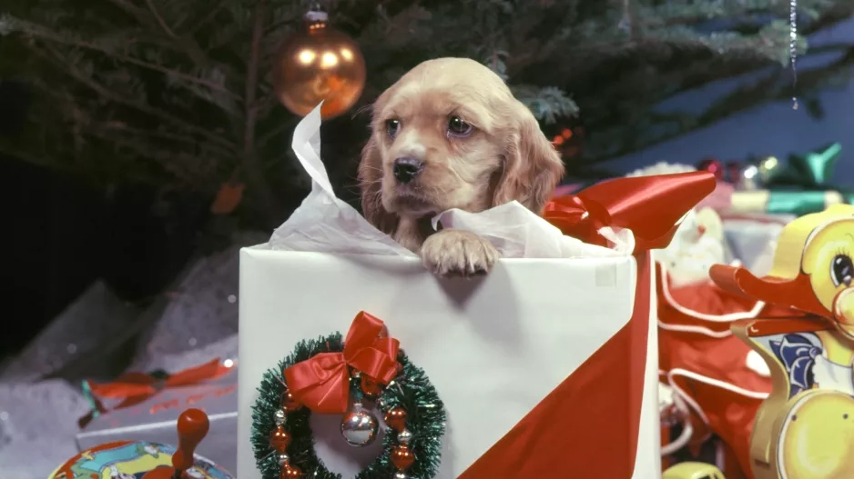 Vánoční dárky Vánoční dárky