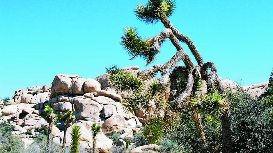 Palm Springs Palm Springs